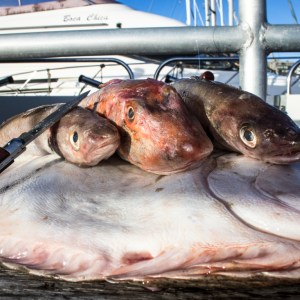 a close up of a fish