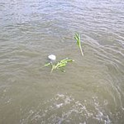 a large body of water